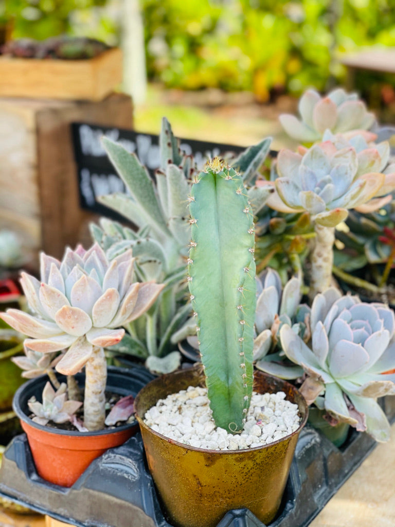 The Most Colorful Succulents for Summer