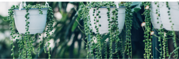 10 Popular Hanging Succulents