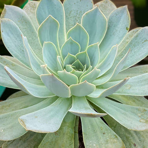 How to Use Sunlight to Grow Colorful Succulents 
