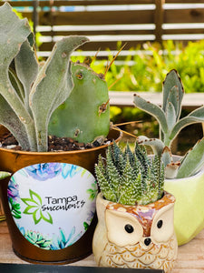 About Us | Tampa Succulents & Tampa Cactus