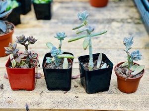 How to Propagate Succulents in 5 Easy Steps