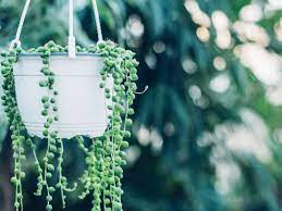 String of Pearls Care Guide 