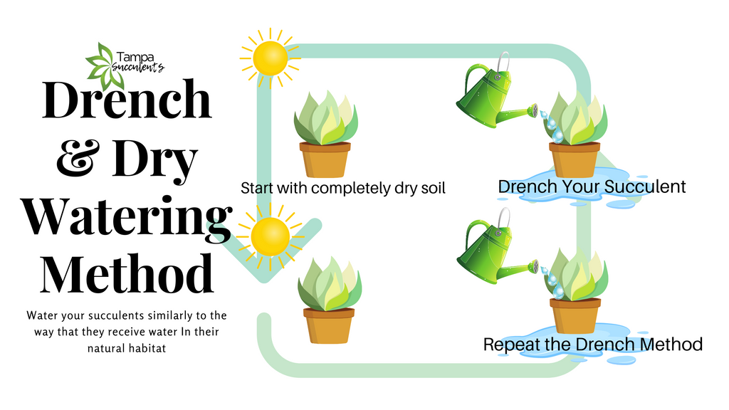 How to Water Your Succulents: The Drench &amp; Dry Method 